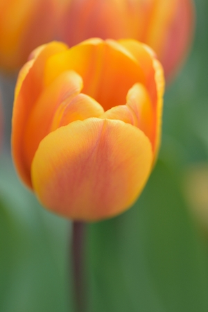 Macro texture vibrant colored spring Tulip flowersの写真素材