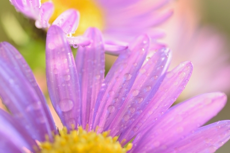 Macro texture of vibrant Purple colored Aster flower with water droplet