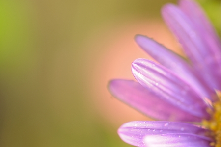 Macro texture of vibrant purple colored Daisy flower with copy spaceの写真素材