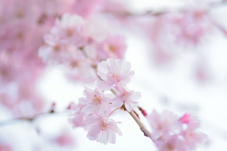 Macro texture of Japanese Pink Weeping Cherry Blossoms in horizontal frameの写真素材