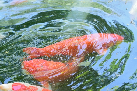 Colorful Koi fish swimming at pond waters in Japanの写真素材