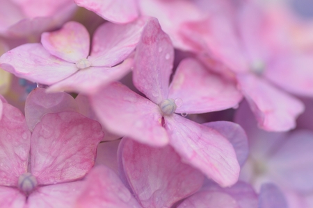 Macro texture of purple hydrangea flowers with water dropletsの写真素材