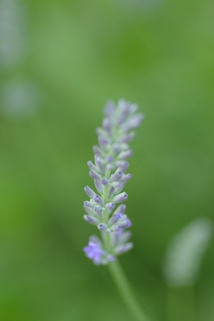 Macro blur texture of soft purple Lavender flower in green backgroundの写真素材