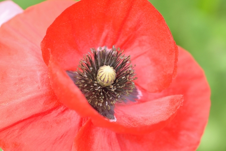 Macro details of colorful poppy flower fieldsの写真素材