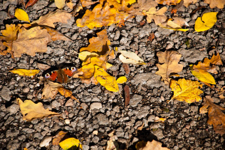 Butterfly among the autumn leavesの写真素材