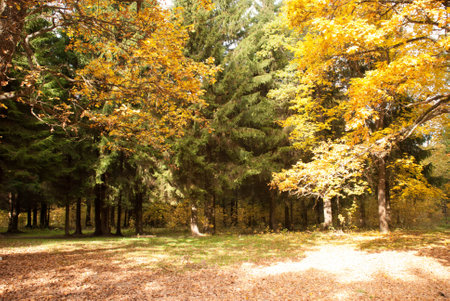 Edge of the forest in autumnの写真素材