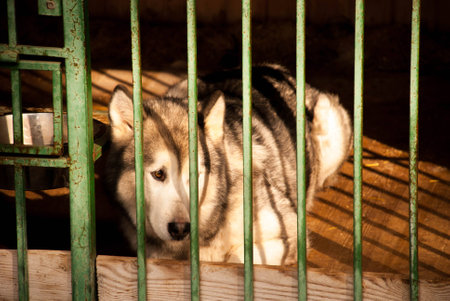 Dog with sad lookの写真素材