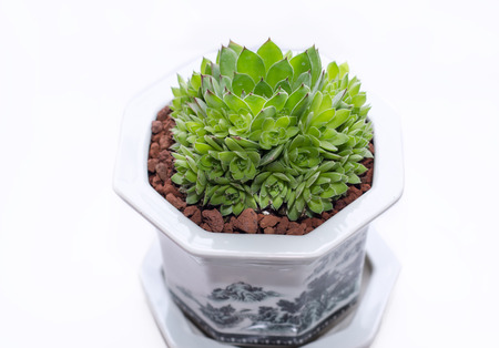 Succulentsの写真素材