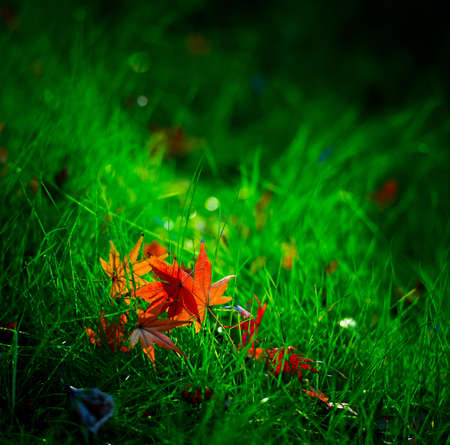 Maple leaves on green grassの写真素材