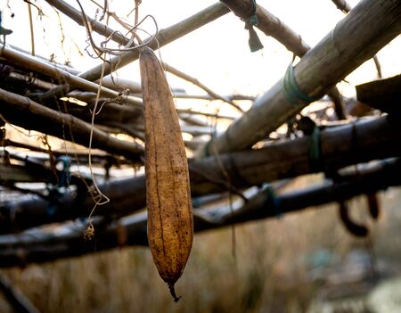 Old loofahの写真素材