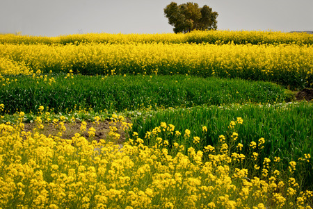 Canola flowerの写真素材