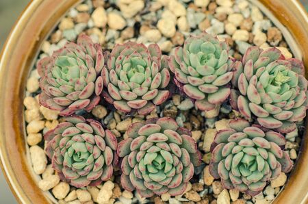 Plantの写真素材