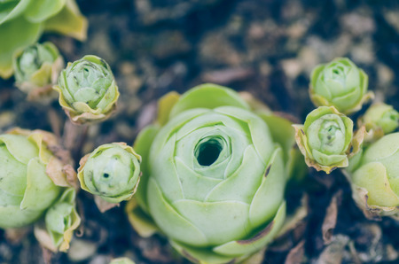 Plantの写真素材