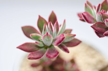 Jin Huang Xingの写真素材