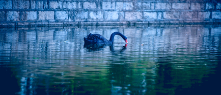 black swan at Xiamen Lotus Lake の写真素材