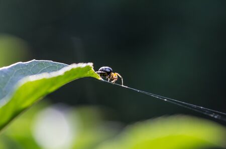 Spider on the leavesの写真素材