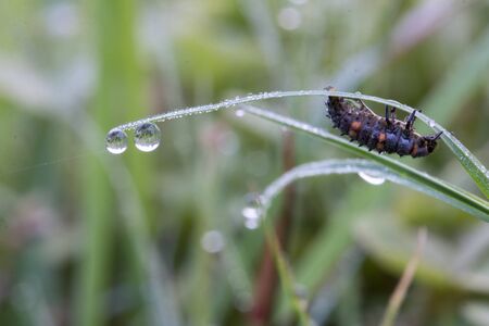 bug on grassの写真素材
