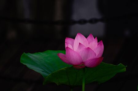 Lotusの写真素材