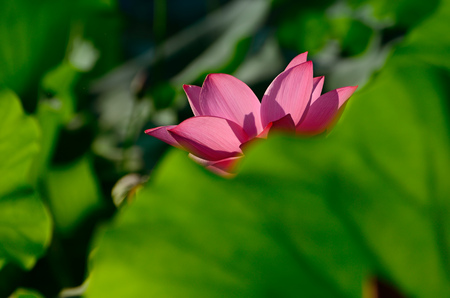 Lotus under the sunの写真素材