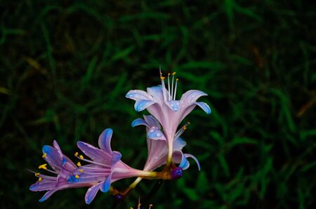 Liliumの写真素材