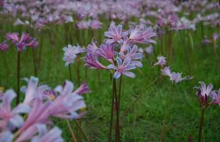 Liliumの写真素材