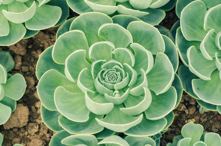succulent plantsの写真素材