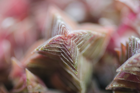 Crassula corymbulosaの写真素材