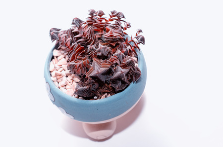 Crassula corymbulosaの写真素材