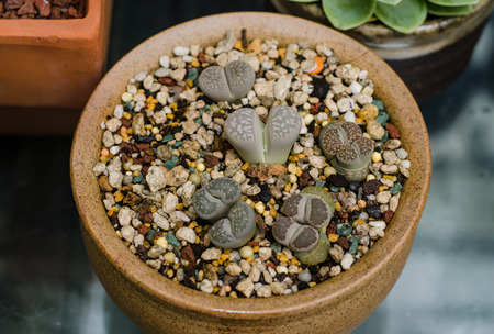 Lithopsの写真素材