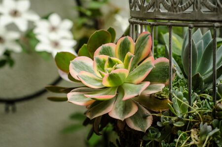 close up of green plantsの写真素材