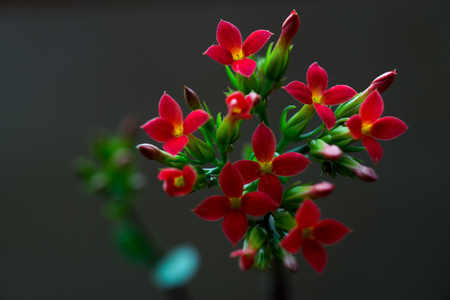 Kalanchoeの写真素材