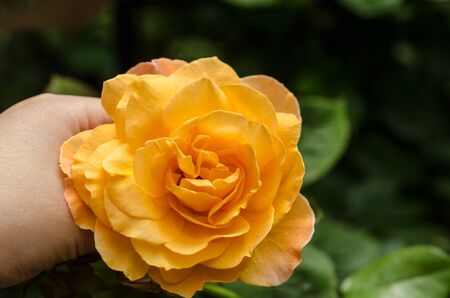 hand holding roseの写真素材