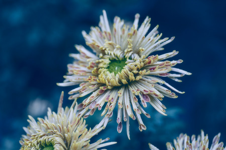 Chrysanthemumの写真素材