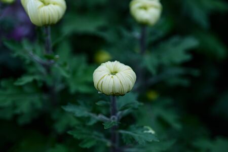  chrysanthemumの写真素材