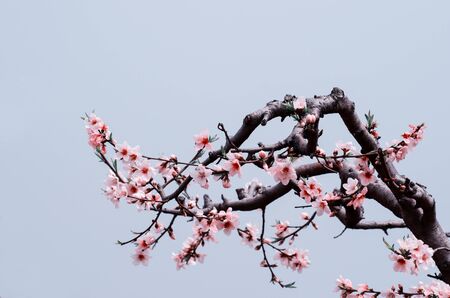 Peach blossomの写真素材