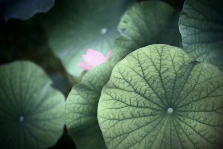 Lotus leafの写真素材
