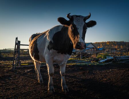 Cattle on the Hulun Buir Grasslandの写真素材