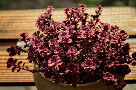 Small roses