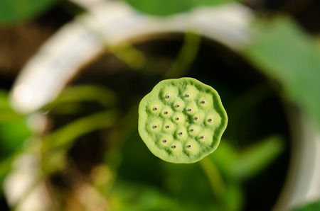 Lotusの写真素材