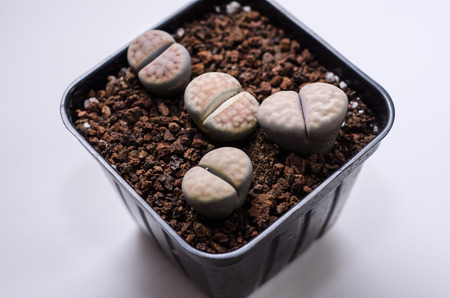 Succulent plantsの写真素材