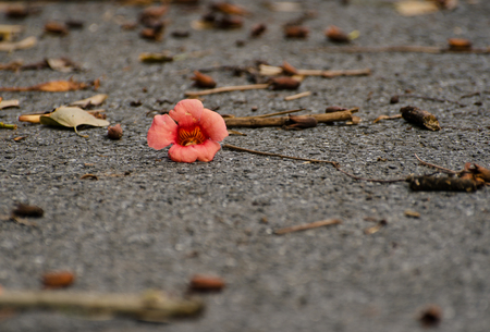 Withered trumpet Creeper on the floorの写真素材