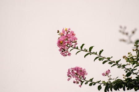 Crape Myrtle flower backgroundの写真素材