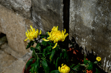 Yellow chrysanthemumsの写真素材
