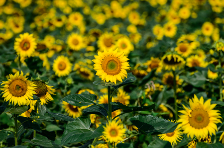 sunflower fieldの写真素材