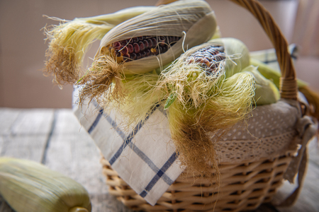 Mature fresh cornの写真素材