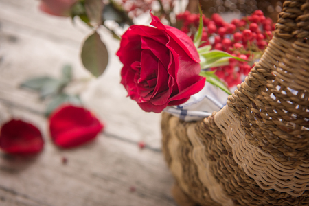 Beautiful red rosesの写真素材