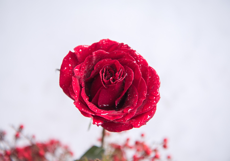 Beautiful red rosesの写真素材