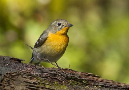 Female Mugimaki Flycatcher (Ficedula mugimaki) perched on a branch in the forestの写真素材