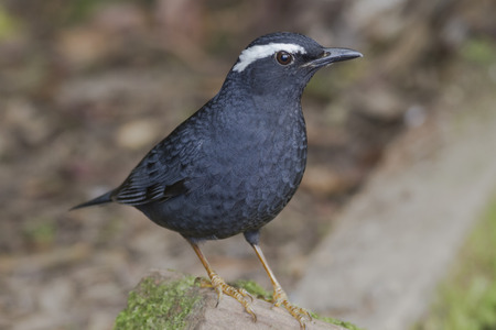 Male Siberian Thrush (Zoothera sibirica) in the forestの写真素材