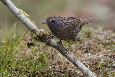 Streaked Wren Babbler (Napothera Macrodactyla) perched on the branchの写真素材